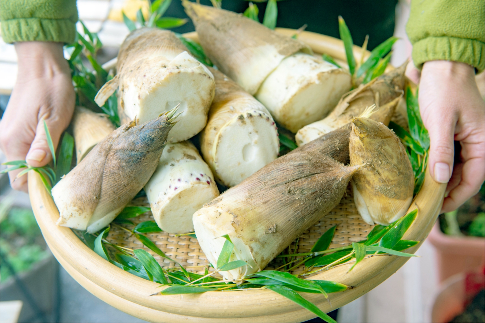 タケノコの写真